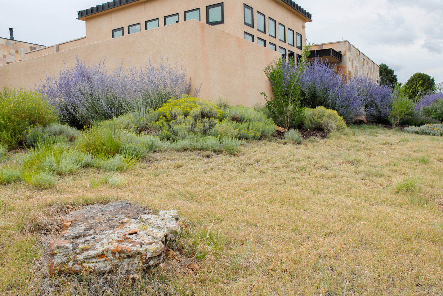 Buffalograss Front Yard